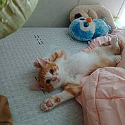 Eggroll is registered to the contest to win money with this photo: kitten, cat, bed, blanket, plush_toy, orange_and_white, stretching, cute, feline, indoor, cozy, paw, sleepy, soft, comfort, toy, resting, pet, animal, furry