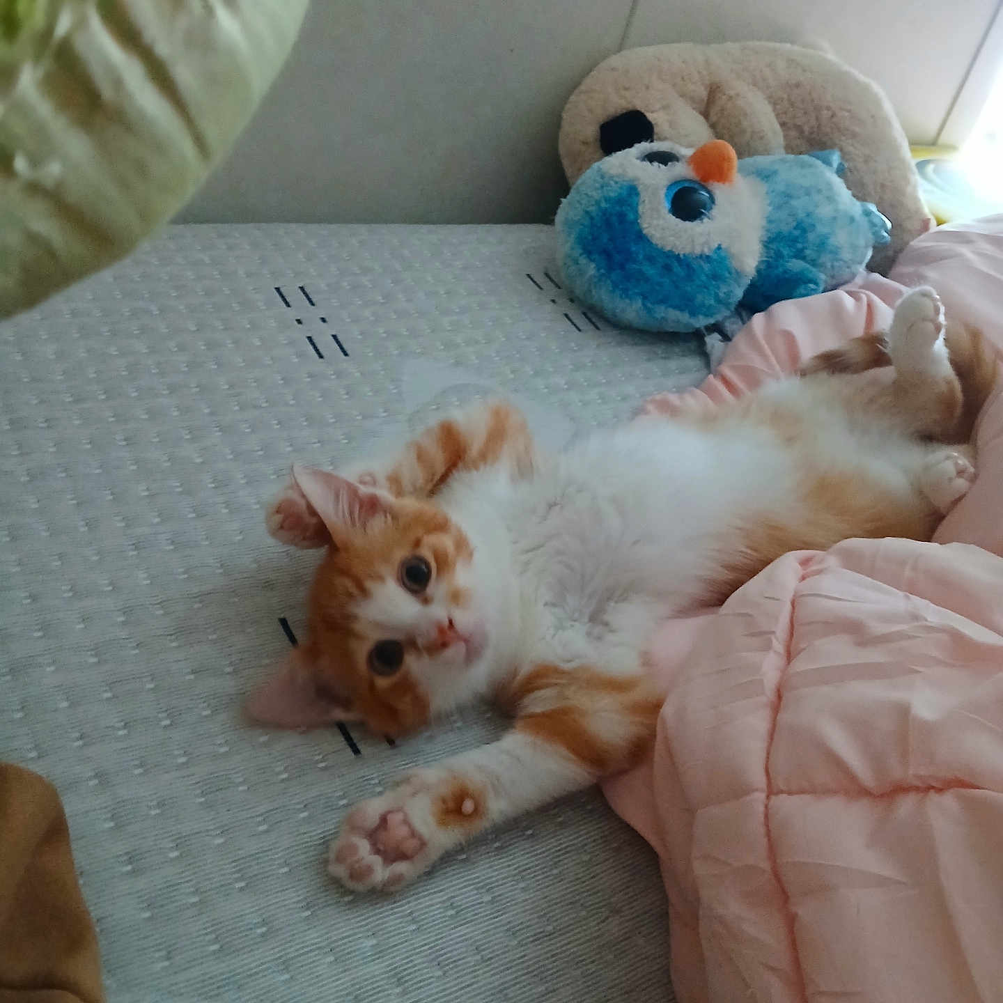 Eggroll is registered to the contest to win money with this photo: kitten, cat, bed, blanket, plush_toy, orange_and_white, stretching, cute, feline, indoor, cozy, paw, sleepy, soft, comfort, toy, resting, pet, animal, furry