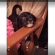 Buddy joined the competition — help win amazing prizes! animal, armrest, black_dog, carpet, closeup, cozy, cute, dog, domestic, furniture, indoor, pet, pink_blanket, puppy, relaxed, resting, sleeping, small_dog, white_markings, wooden_chair