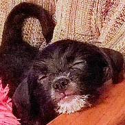 Budddy joined the competition — help win amazing prizes! animal, background, black_fur, close_up, cozy, cute, dog, fur, indoors, nose, pet, pink_object, puppy, resting, sleeping, snout, soft, tail, texture, white_patch