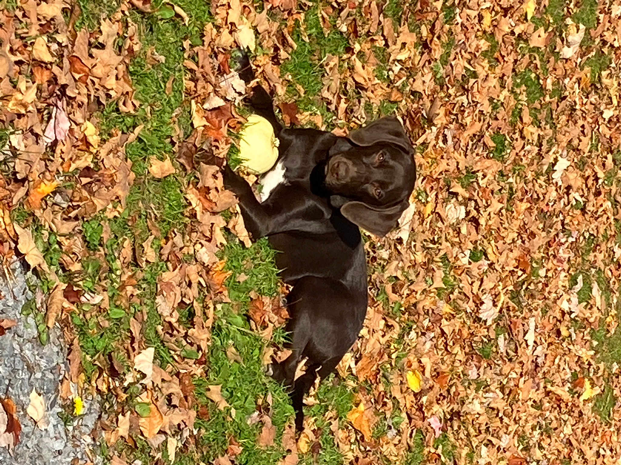 Sadie