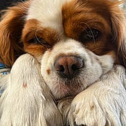 Missy joined the competition — help win amazing prizes! dog, close_up, paws, fur, sleepy, resting, brown_and_white, cute, pet, canine, nostrils, whiskers, indoors, portrait, relaxing, animal, fluffy, snout, eyes, nose