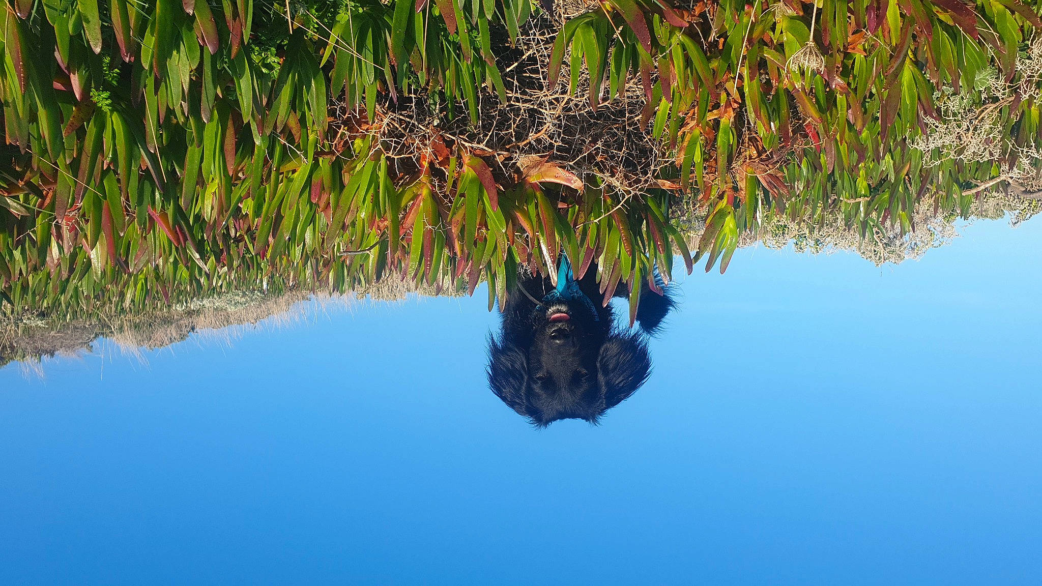 Loki a rejoint le concours — aidez-le/la à gagner de superbes lots ! arecales, bank, body_of_water, branch, freshwater_marsh, grass, lacustrine_plain, lake, landscape, natural_landscape, plant, reflection, sky, terrestrial_plant, tree, trunk, vegetation, water, wetland, wildlife