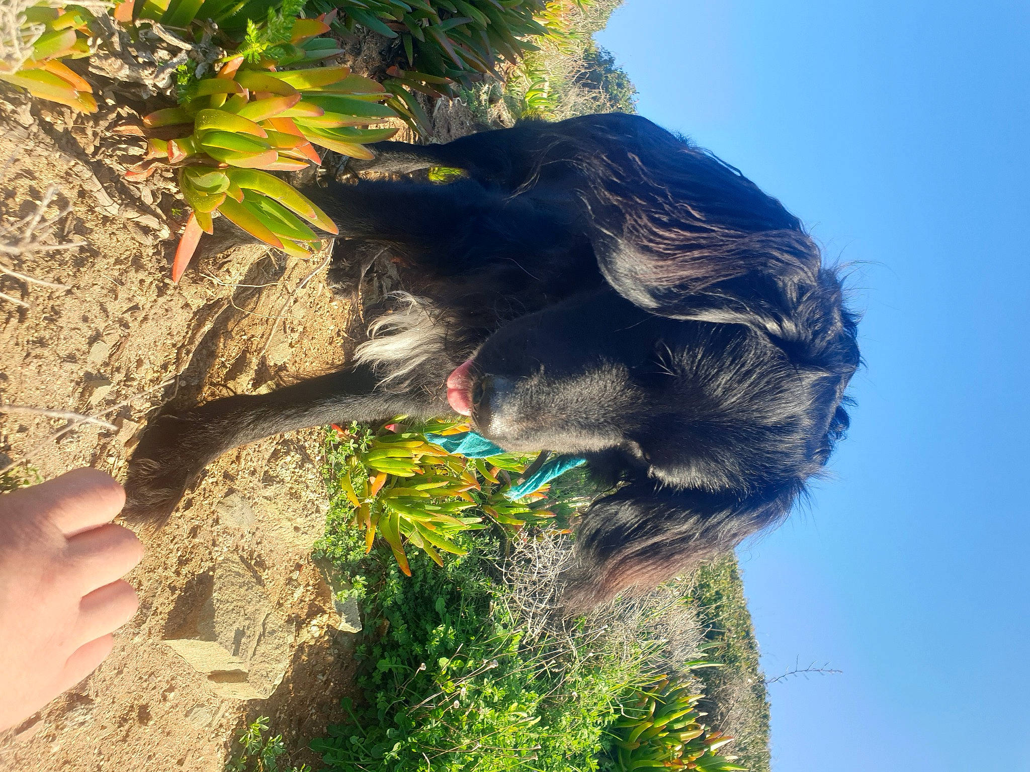 Loki participe au concours pour gagner de l'argent avec cette photo : arecales, dog_breed, electric_blue, felidae, flower, flowering_plant, foot, grass, landscape, people_in_nature, plant, rock, shadow, shrub, sky, soil, tail, tints_and_shades, tree, trunk
