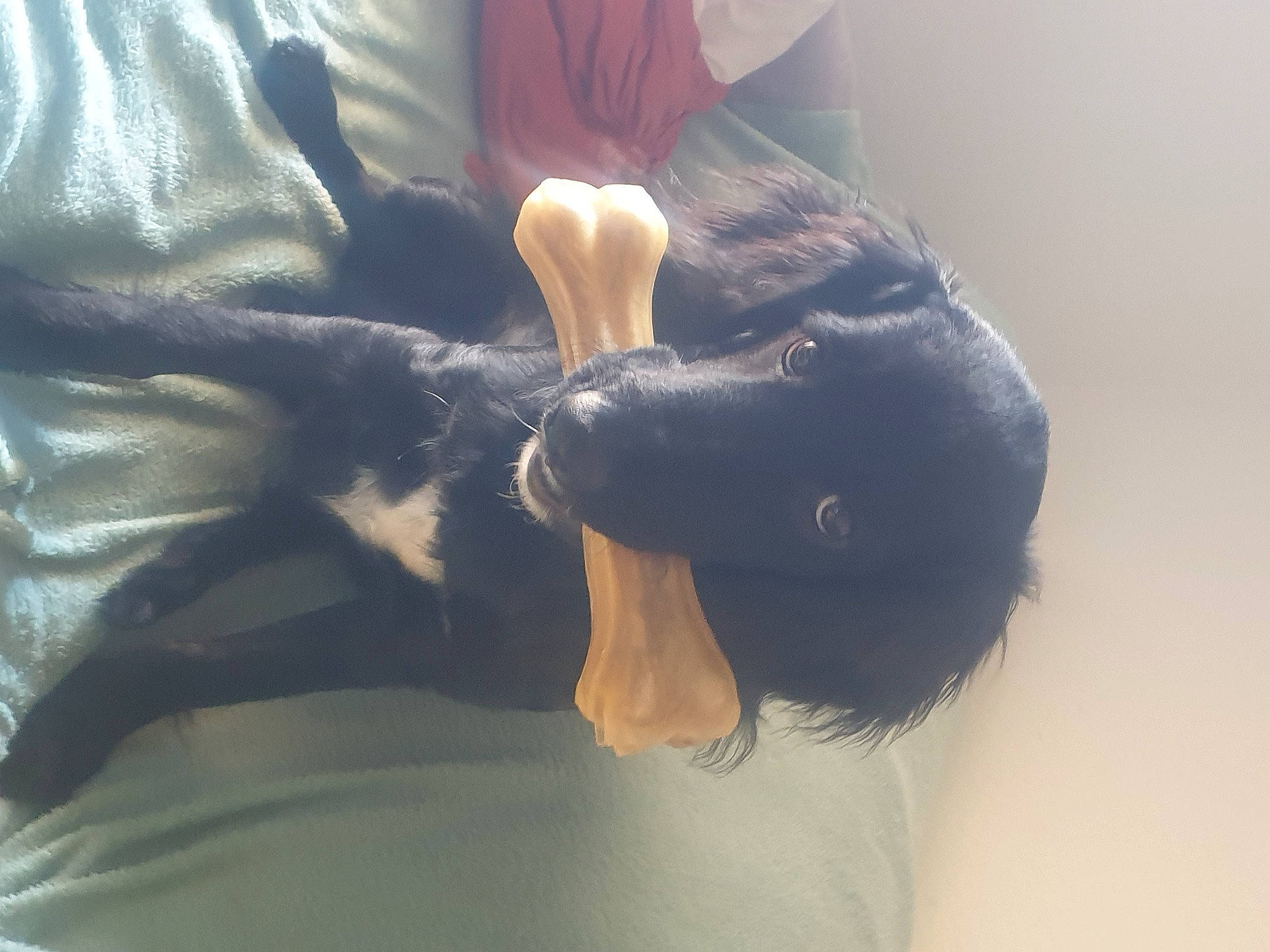 Loki a rejoint le concours — aidez-le/la à gagner de superbes lots ! black_hair, canidae, carnivore, comfort, companion_dog, dog_breed, dress, ear, fur, gesture, hair, head, human_body, jaw, long_hair, neck, shoulder, snout, sporting_group, whiskers