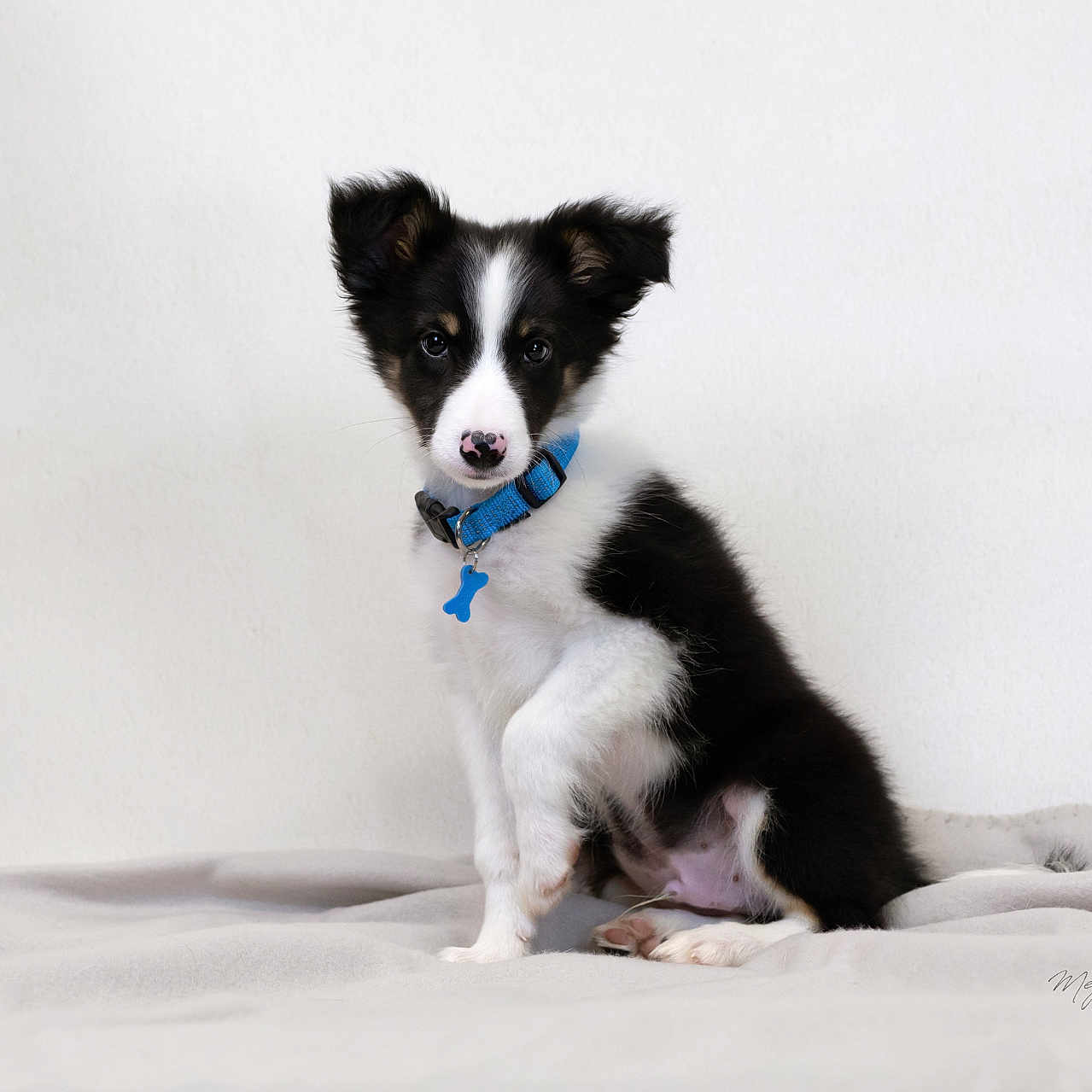 Onaïa a rejoint le concours — aidez-le/la à gagner de superbes lots ! accessories, animal, canine, cockerspaniel, collar, collie, dog, eskimodog, formalwear, husky, leash, papillon, pet, puppy, strap, tie, whitedog