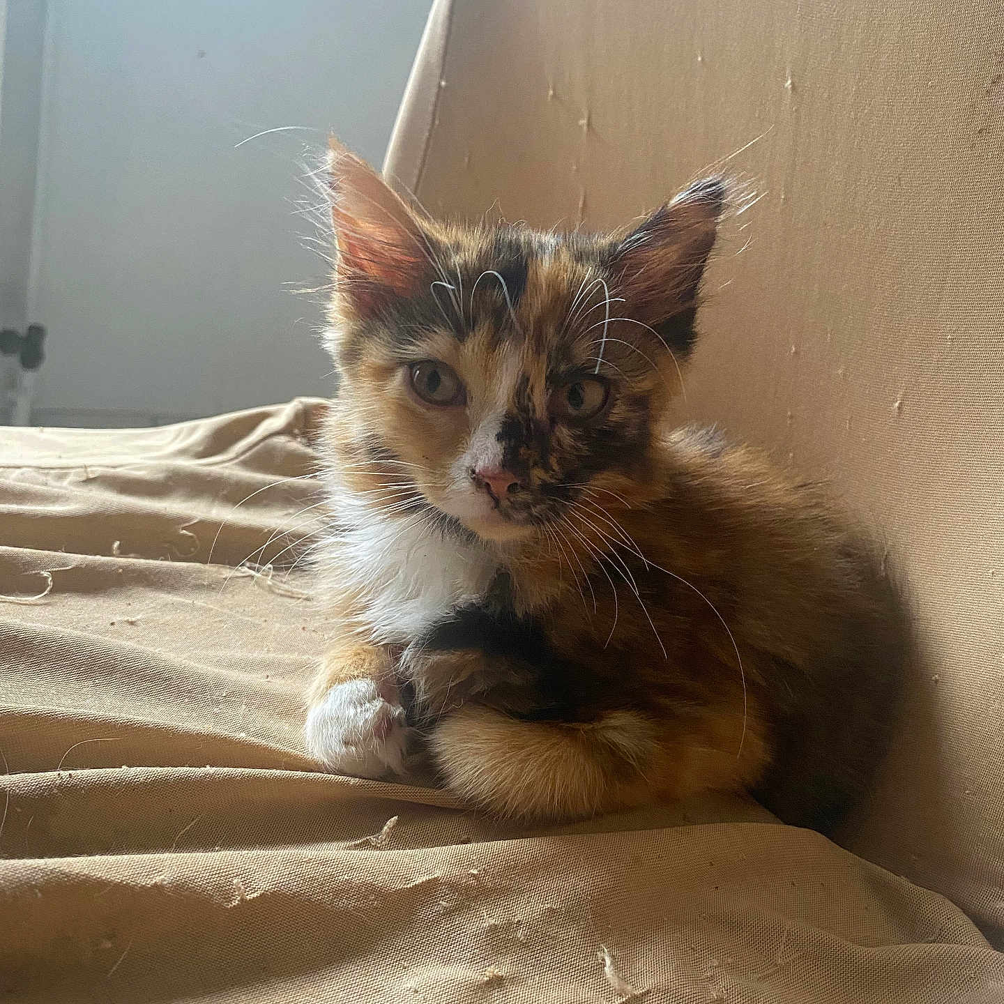 Lala a rejoint le concours — aidez-le/la à gagner de superbes lots ! kitten, cat, calico, fluffy, fur, whiskers, ears, eyes, paws, sitting, cushion, chair, indoor, portrait, close_up, warm_light, sunlight, home, cute, animal