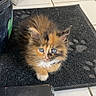 Lala a rejoint le concours — aidez-le/la à gagner de superbes lots ! kitten, cat, calico, fluffy, long_hair, blue_eyes, pet, animal, sitting, portrait, front_facing, cute, whiskers, paws, fur, doormat, paw_prints, tile_floor, indoor, entryway