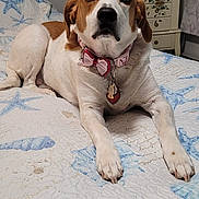 Sandygirl joined the competition — help win amazing prizes! dog, bed, collar, bow_tie, indoor, quilt, furniture, cabinet, bedspread, brown, white, pet, canine, resting, lying_down, cute, animal, domestic, portrait, calm