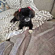 Mango is registered to the contest to win money with this photo: dog, black_dog, small_dog, bow, red_bow, blanket, patterned_blanket, couch, furniture, indoor, pet, animal, cute, paws, fur, face, ears, relaxing, comfort, cozy