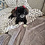 dog, black_dog, small_dog, bow, red_bow, blanket, patterned_blanket, couch, furniture, indoor, pet, animal, cute, paws, fur, face, ears, relaxing, comfort, cozy