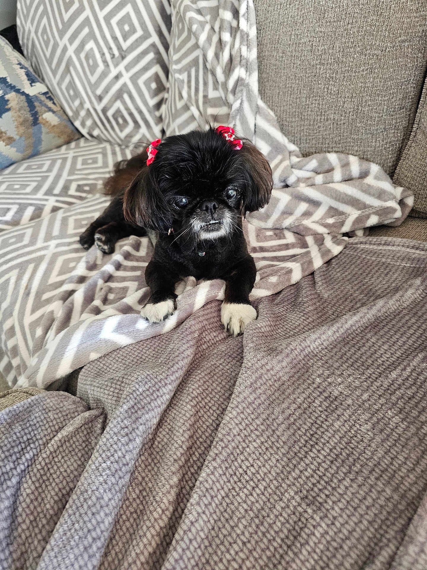 Mango is registered to the contest to win money with this photo: dog, black_dog, small_dog, bow, red_bow, blanket, patterned_blanket, couch, furniture, indoor, pet, animal, cute, paws, fur, face, ears, relaxing, comfort, cozy