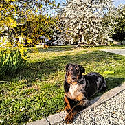 Venus a rejoint le concours — aidez-le/la à gagner de superbes lots ! dog, canine, black_and_tan, longhaired, lying_down, outdoor, garden, yard, spring, blossoms, flowering_tree, green_grass, pebble_path, stone_border, sunlight, portrait, animal, pet, landscape, nature