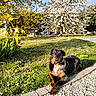 dog, canine, black_and_tan, longhaired, lying_down, outdoor, garden, yard, spring, blossoms, flowering_tree, green_grass, pebble_path, stone_border, sunlight, portrait, animal, pet, landscape, nature