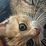 Framboise participe au concours pour gagner de l'argent avec cette photo : kitten, cat, close_up, whiskers, playful, curious, fur, pet, animal, indoor, cute, young, face, eyes, muzzle, soft, feline, adorable, detail, nibbling