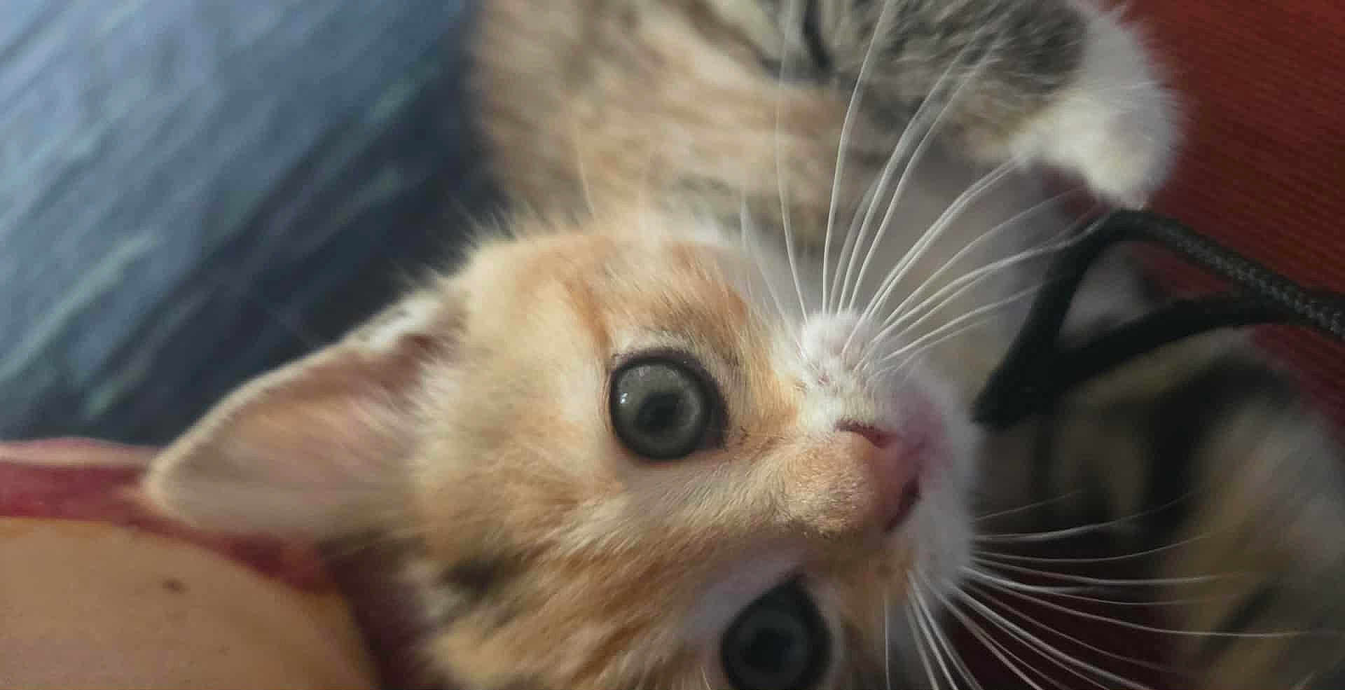 Framboise participe au concours pour gagner de l'argent avec cette photo : kitten, cat, close_up, whiskers, playful, curious, fur, pet, animal, indoor, cute, young, face, eyes, muzzle, soft, feline, adorable, detail, nibbling