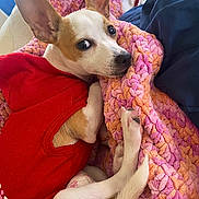 Cali is registered to the contest to win money with this photo: dog, small_dog, pet, blanket, crocheted_blanket, red_sweater, cozy, ears, curious_look, snuggling, indoors, cute, animal, fur, paw, tail, resting, companion, domestic_animal, lying_down