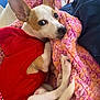 dog, small_dog, pet, blanket, crocheted_blanket, red_sweater, cozy, ears, curious_look, snuggling, indoors, cute, animal, fur, paw, tail, resting, companion, domestic_animal, lying_down
