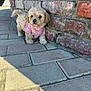 puppy, dog, brick_wall, pavement, pink_sweater, small_dog, outdoor, pet, fur, cute, walkway, shadow, sitting, paws, muzzle, curb, masonry, portrait, tile, adorable