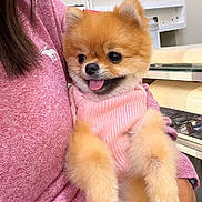 Chloe is registered to the contest to win money with this photo: cozy, cute, dog, ears, eyes, fluffy, fur, glass_surface, holding, indoors, person_arm, pet, pink_sweater, pomeranian, portrait, puppy, shelf, small_dog, table, tongue_out