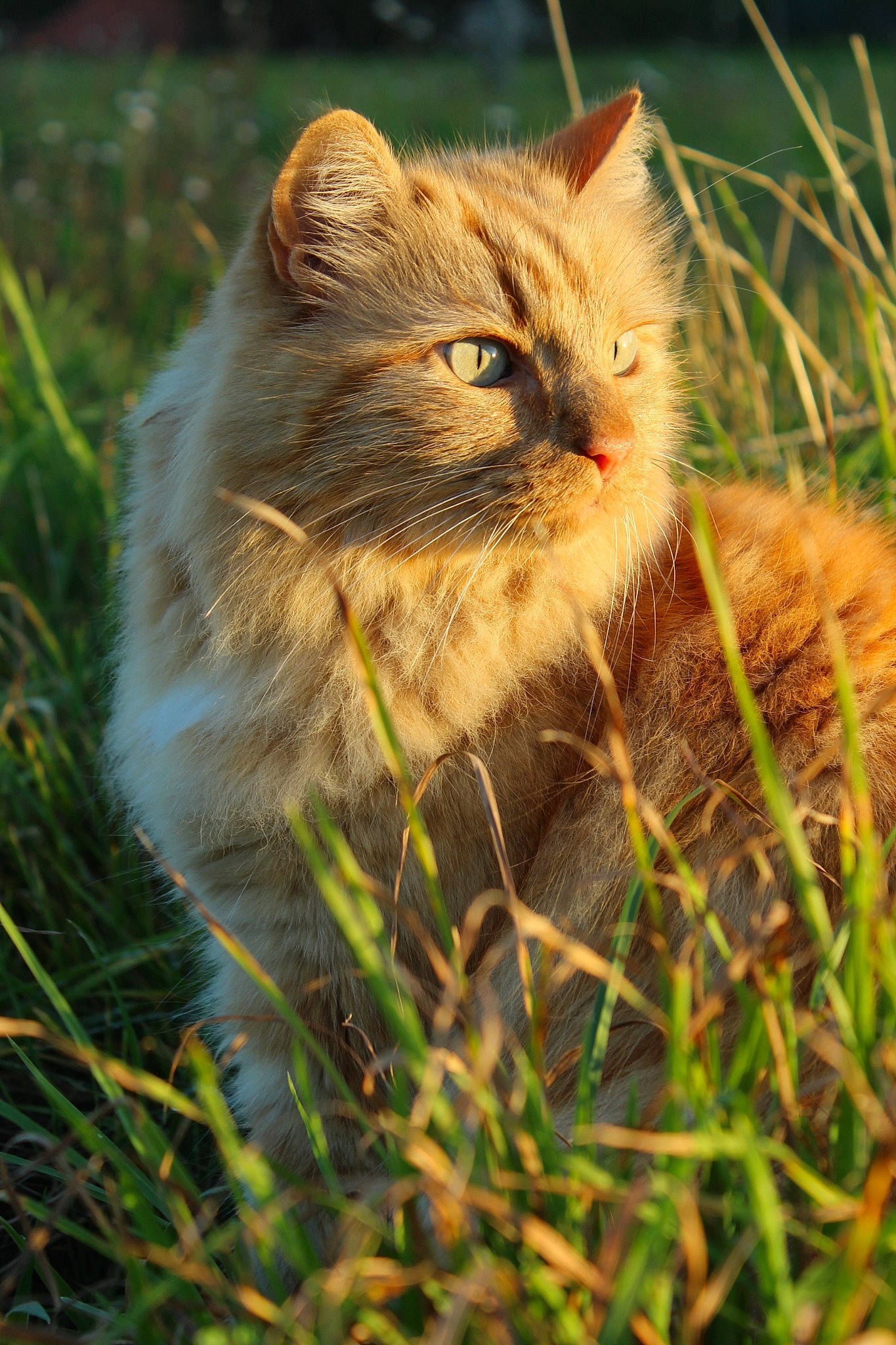 Susha a rejoint le concours — aidez-le/la à gagner de superbes lots ! carnivore, cat, eye, fawn, felidae, fur, grass, grassland, iris, maine_coon, plant, ragdoll, small_to_medium_sized_cats, snout, tail, terrestrial_animal, tree, whiskers, wildlife, wood