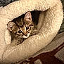kitten, cat, tabby, pet_bed, fluffy, cozy, indoor, cute, animal, fur, whiskers, curious, young, soft, warm, resting, comfort, closeup, nest, snug