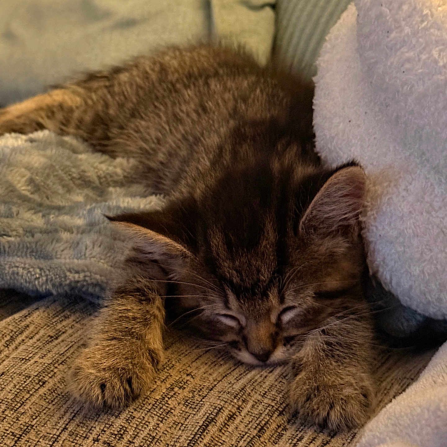 Loki joined the competition — help win amazing prizes! animal, blanket, cat, couch, cozy, cute, domestic_animal, feline, fur, furry, indoor, kitten, nap, paw, pet, relaxation, resting, sleeping, soft, warm