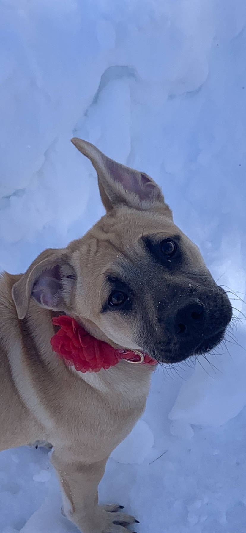 Nayla is registered to the contest to win money with this photo: ancient_dog_breeds, canidae, carnivore, collar, companion_dog, dog, dog_breed, dog_collar, fawn, non_sporting_group, pet_supply, snout, snow, sporting_group, whiskers, winter, working_animal
