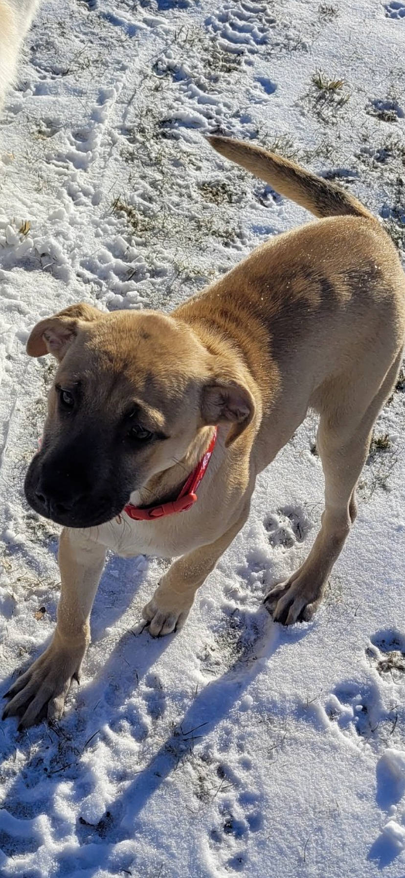 Nayla joined the competition — help win amazing prizes! adventure, ancient_dog_breeds, canidae, carnivore, collar, companion_dog, dog, dog_breed, dog_collar, dog_supply, fawn, freezing, snow, sporting_group, winter, working_animal, working_dog