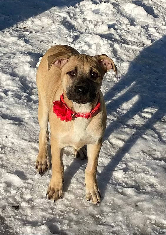 Nayla is registered to the contest to win money with this photo: canidae, carnivore, collar, companion_dog, dog, dog_breed, dog_collar, dog_supply, fawn, guard_dog, leash, non_sporting_group, paw, pet_supply, snout, snow, sporting_group, winter, working_animal, working_dog