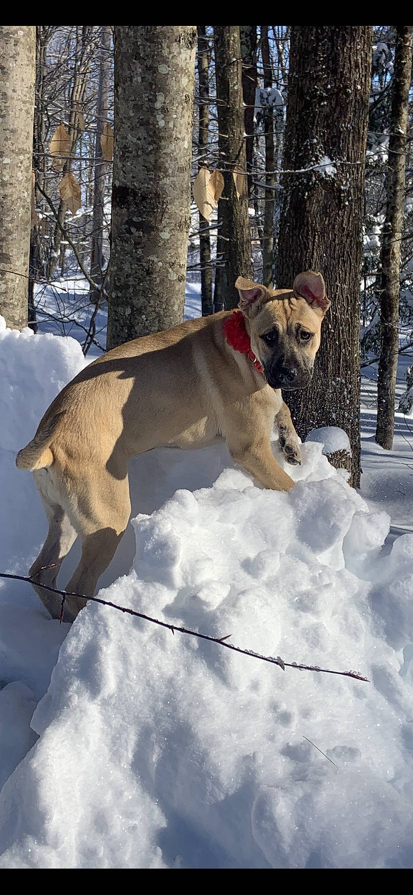 Nayla is registered to the contest to win money with this photo: canidae, carnivore, collar, companion_dog, dog, dog_breed, dog_collar, dog_supply, event, fawn, freezing, fur, guard_dog, snout, snow, sporting_group, tail, tree, winter, wood