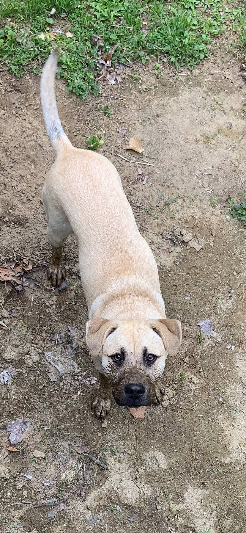 Nayla is registered to the contest to win money with this photo: carnivore, collar, companion_dog, dog, dog_breed, dog_collar, dog_supply, fawn, leash, pet_supply, pug, puppy, snout, soil, sporting_group, tail, terrestrial_animal, toy_dog, working_animal, wrinkle