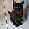 Pegase participe au concours pour gagner de l'argent avec cette photo : asian, asian_semi_longhair, black_cat, british_semi_longhair, carnivore, cat, domestic_long_haired_cat, domestic_short_haired_cat, felidae, kitten, korat, maine_coon, mammal, nebelung, persian, small_to_medium_sized_cats, tail, turkish_angora, vertebrate, whiskers