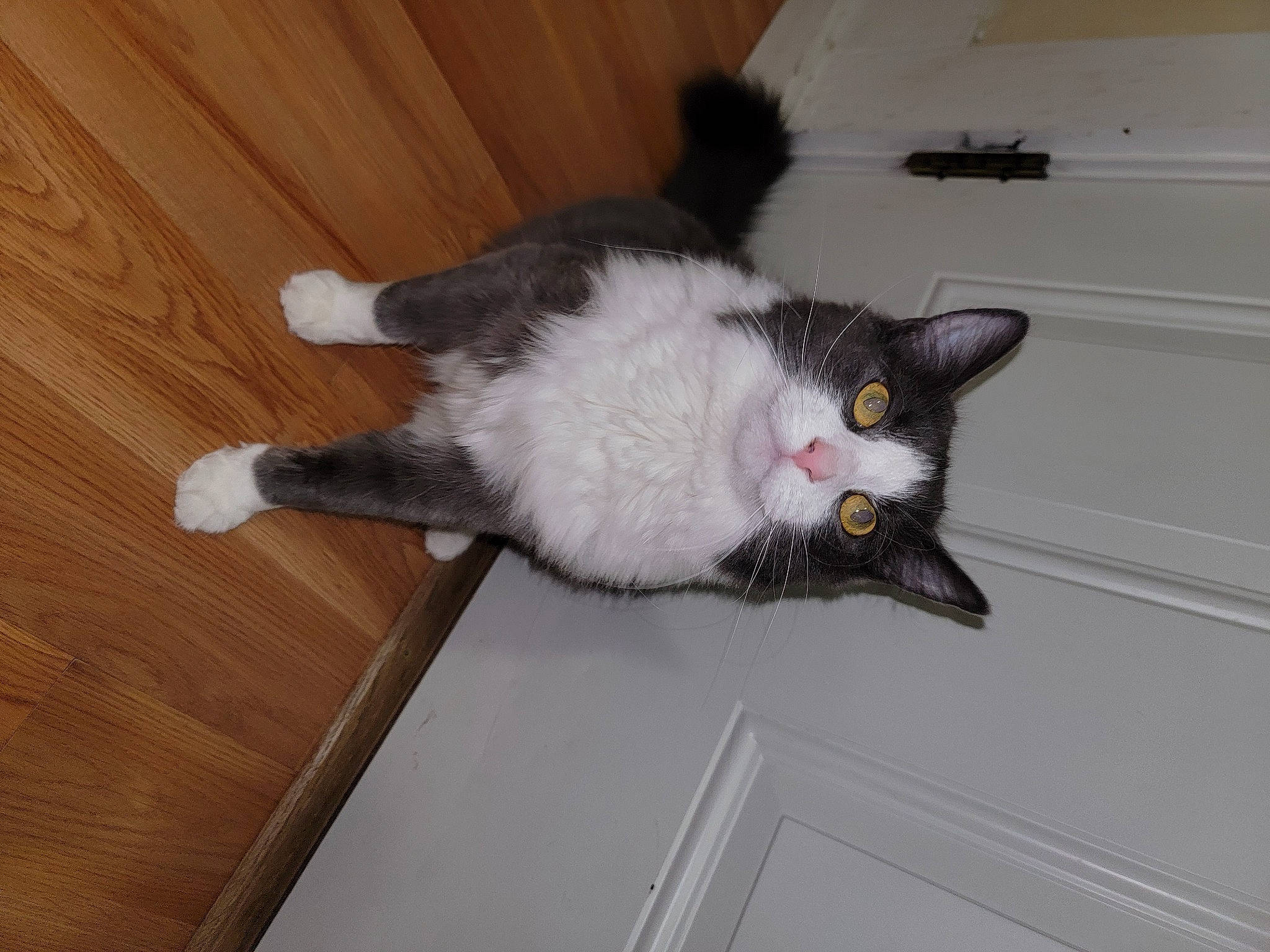 Calli is registered to the contest to win money with this photo: black_cat, carnivore, cat, domestic_short_haired_cat, felidae, flooring, fur, hardwood, laminate_flooring, paw, plank, small_to_medium_sized_cats, tail, varnish, whiskers, wood, wood_flooring, wood_stain