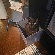 Starr joined the competition — help win amazing prizes! black_cat, cat, box, fabric_box, wooden_floor, mirror, reflection, person, legs, sandals, carpet, indoor, pen, blue_pen, furniture, storage, home, pet, curious, animal