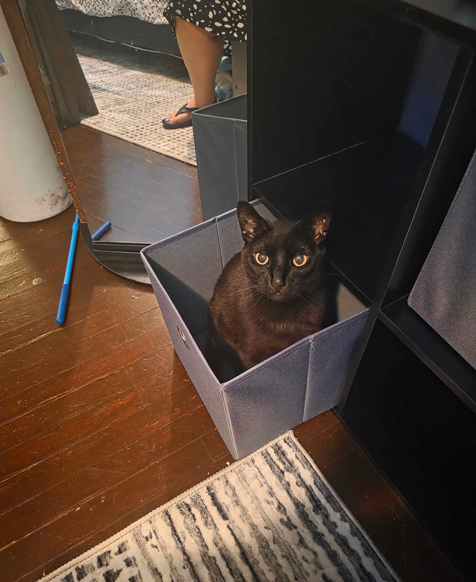 Starr joined the competition — help win amazing prizes! black_cat, cat, box, fabric_box, wooden_floor, mirror, reflection, person, legs, sandals, carpet, indoor, pen, blue_pen, furniture, storage, home, pet, curious, animal
