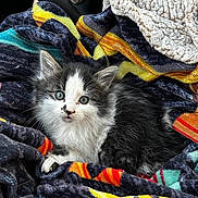 Pico is registered to the contest to win money with this photo: kitten, cat, animal, pet, furry, blue_eyes, blanket, colorful, patterned, car, steering_wheel, cozy, cute, young, indoor, fur, small, resting, looking, soft