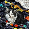 kitten, cat, animal, pet, furry, blue_eyes, blanket, colorful, patterned, car, steering_wheel, cozy, cute, young, indoor, fur, small, resting, looking, soft