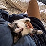 Pico is registered to the contest to win money with this photo: kitten, cat, pet, indoor, lap, blanket, cozy, wooden_wall, soft_fabric, person, legs, relaxing, cute, furry, resting, home, comfort, animal, black_and_white, curious