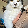 cat, pet, indoor, closeup, white_fur, black_fur, yellow_eyes, animal, feline, hand, person_holding, cozy, furniture, picture_frames, portrait, whiskers, curious, fluffy, domestic_cat, cute
