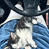 Pico is registered to the contest to win money with this photo: kitten, cat, sleeping, blue_blanket, lap, car, steering_wheel, dashboard, person, clothing, white_paws, fur, cozy, resting, indoor, seatbelt, keys, casual_clothing, black_and_white_cat, napping