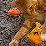 animal, cat, close_up, crab_toy, cute, domestic_cat, feather, feline, gray_rug, indoor, orange_tabby, paw, pet, playful, plush_toy, relaxed, rug, soft_texture, starfish_toy, stretching