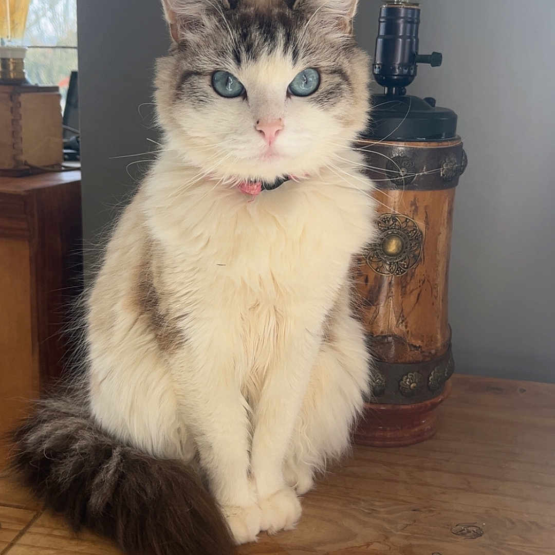 Chanel a rejoint le concours — aidez-le/la à gagner de superbes lots ! blue_eyes, cat, closeup, decor, domestic_animal, fluffy, fur, furniture, indoor, lamp, metallic, pet, pink_nose, portrait, reflection, sitting, tail, vintage, whiskers, wooden_dresser