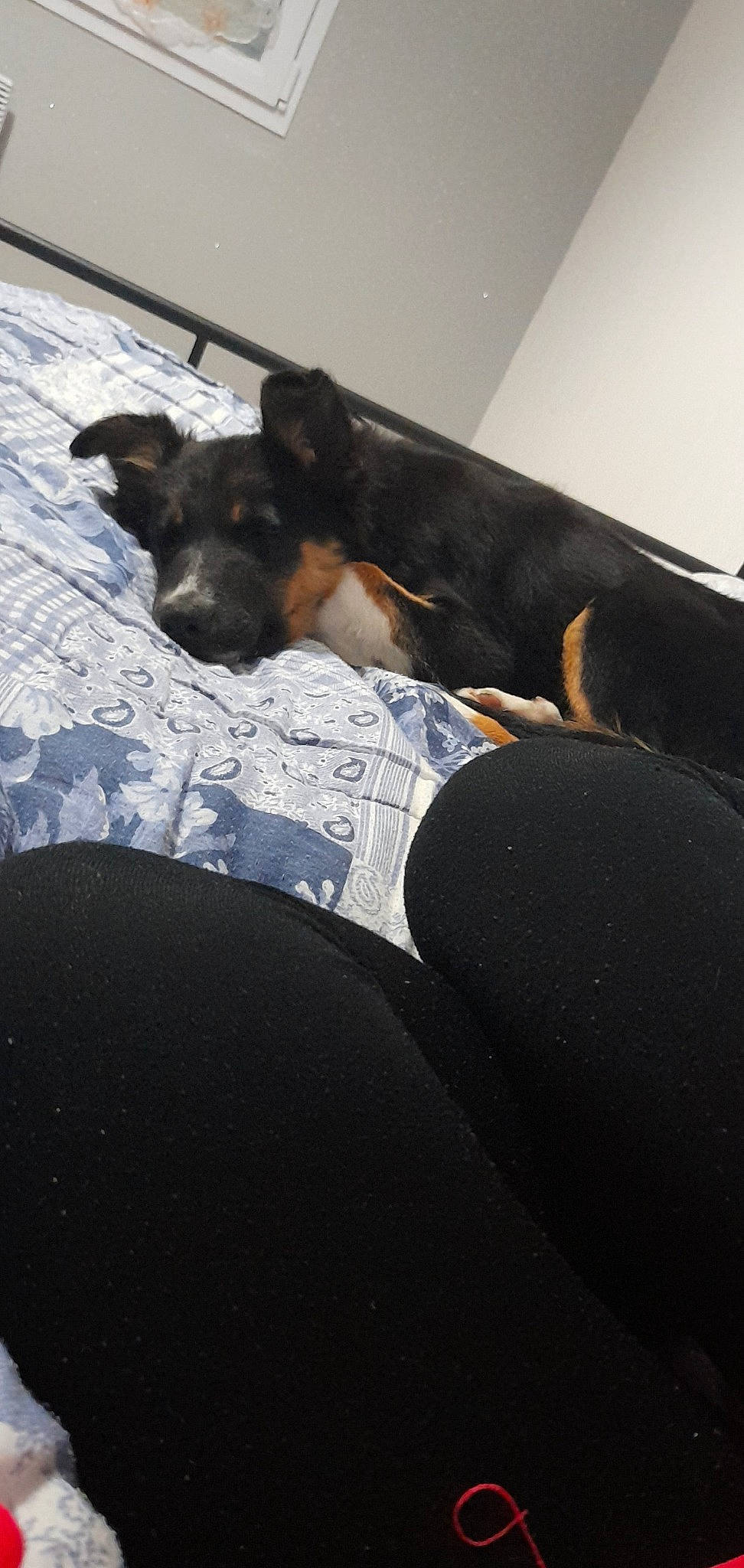 Cooper a rejoint le concours — aidez-le/la à gagner de superbes lots ! bed, blanket, canidae, carnivore, comfort, companion_dog, couch, dog, dog_breed, fawn, flooring, fur, guard_dog, linens, nap, sitting, sporting_group, terrestrial_animal, whiskers, working_animal