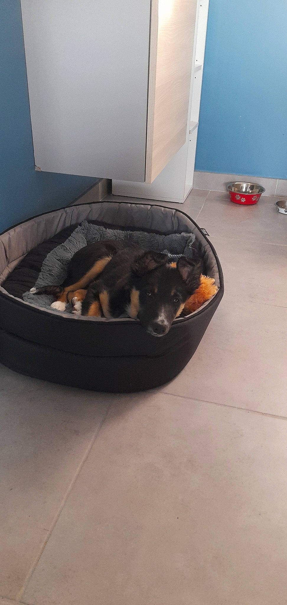 Cooper participe au concours pour gagner de l'argent avec cette photo : canidae, carnivore, comfort, companion_dog, dog, dog_bed, dog_breed, dog_supply, flooring, gas, guard_dog, hardwood, pet_supply, room, sporting_group