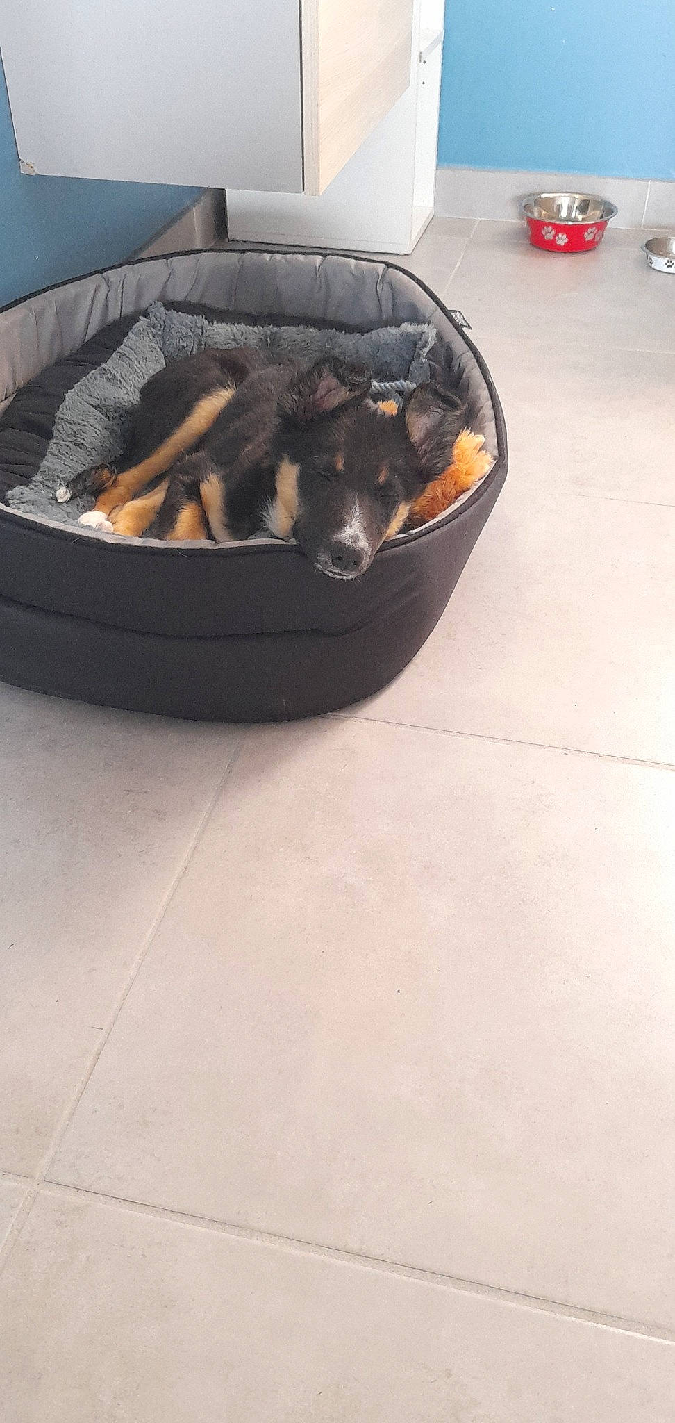 Cooper a rejoint le concours — aidez-le/la à gagner de superbes lots ! carnivore, comfort, companion_dog, dog_breed, dog_supply, felidae, flooring, gas, guard_dog, nap, pet_supply, sporting_group, tile_flooring