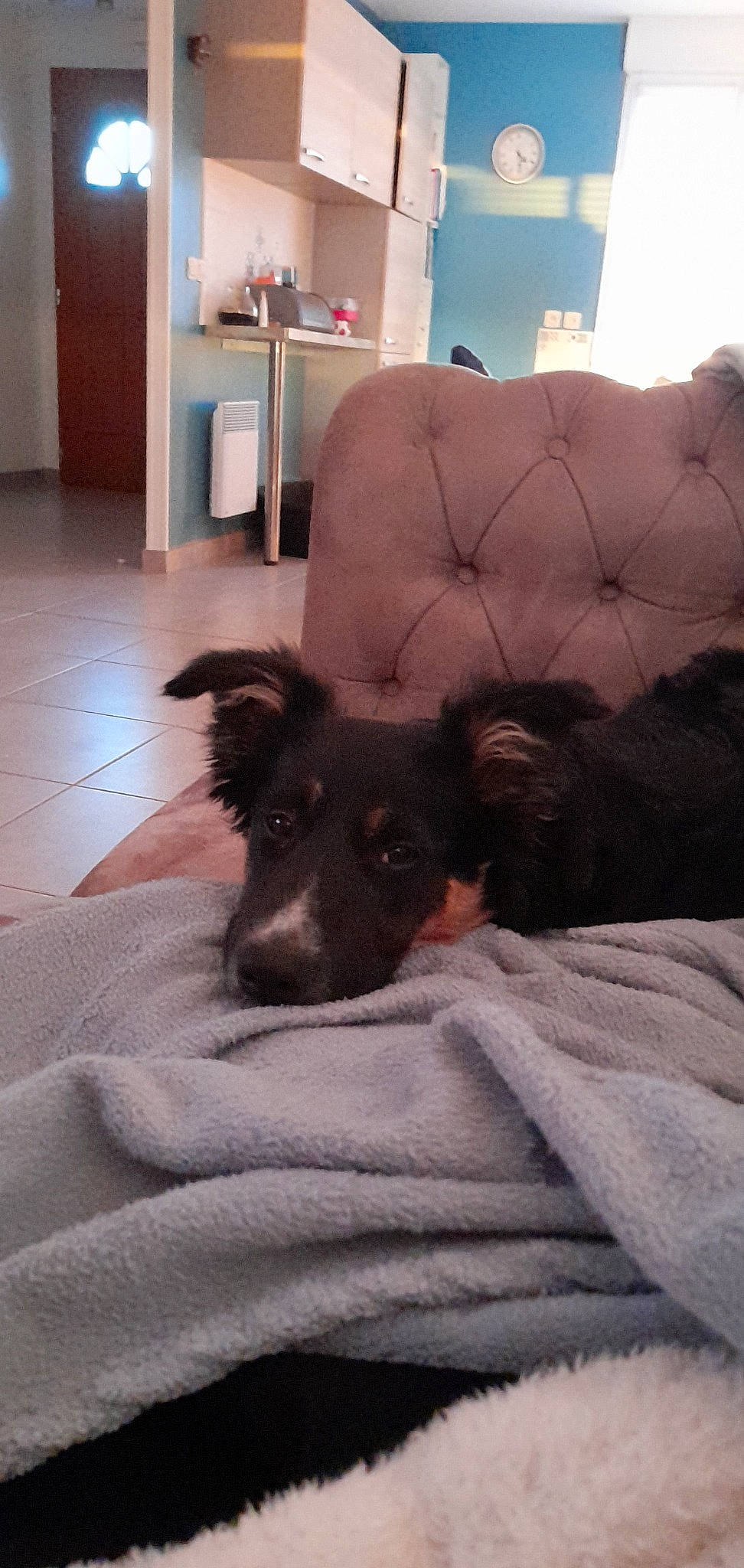 Cooper a rejoint le concours — aidez-le/la à gagner de superbes lots ! bed, bedding, canidae, carnivore, comfort, companion_dog, dog, dog_breed, duvet, fawn, flooring, fur, hardwood, linens, paw, room, sporting_group, terrestrial_animal, whiskers, working_animal