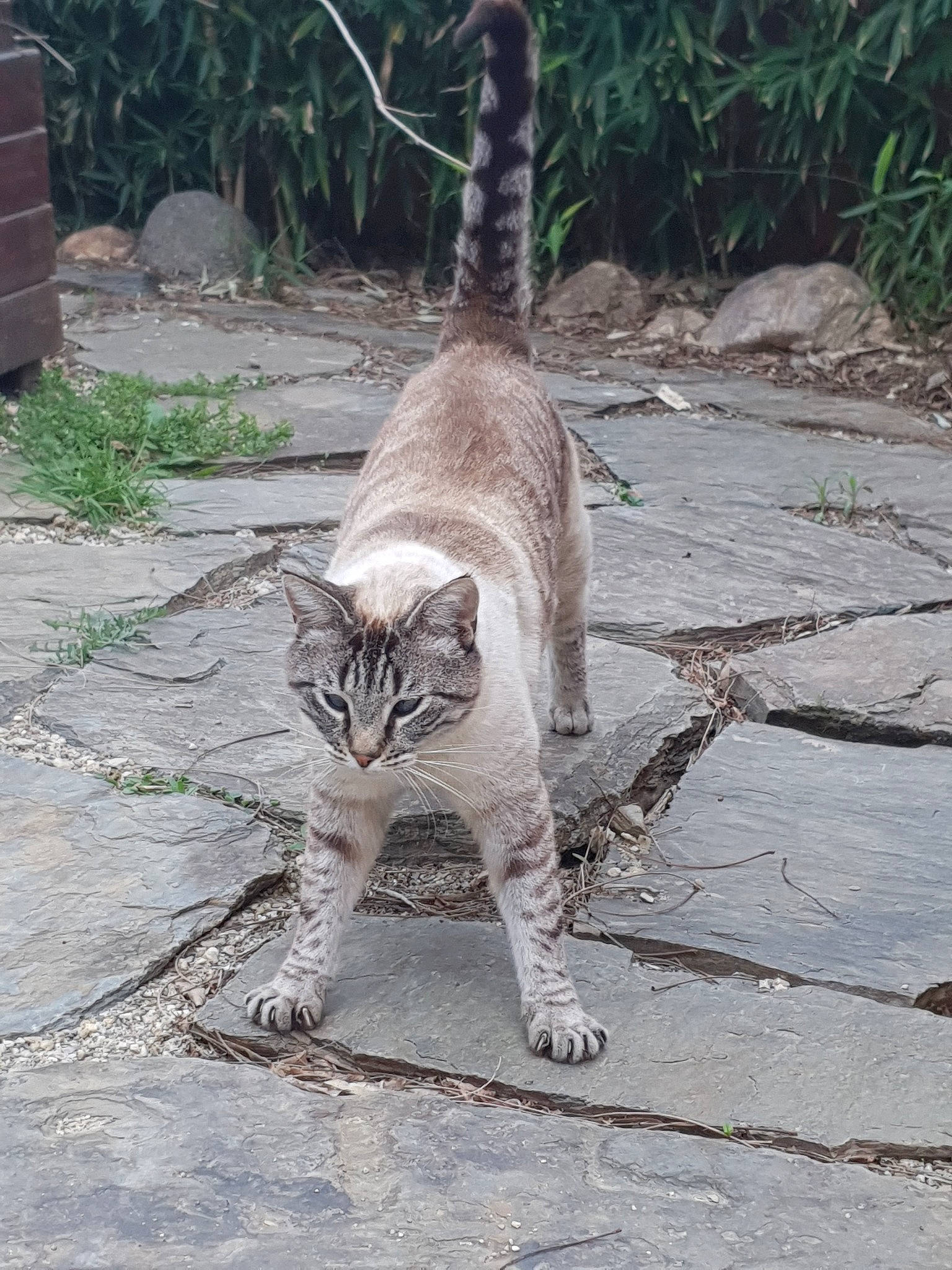 Max a rejoint le concours — aidez-le/la à gagner de superbes lots ! carnivore, cat, domestic_short_haired_cat, european_shorthair, felidae, plant, small_to_medium_sized_cats, tail, whiskers, wildlife