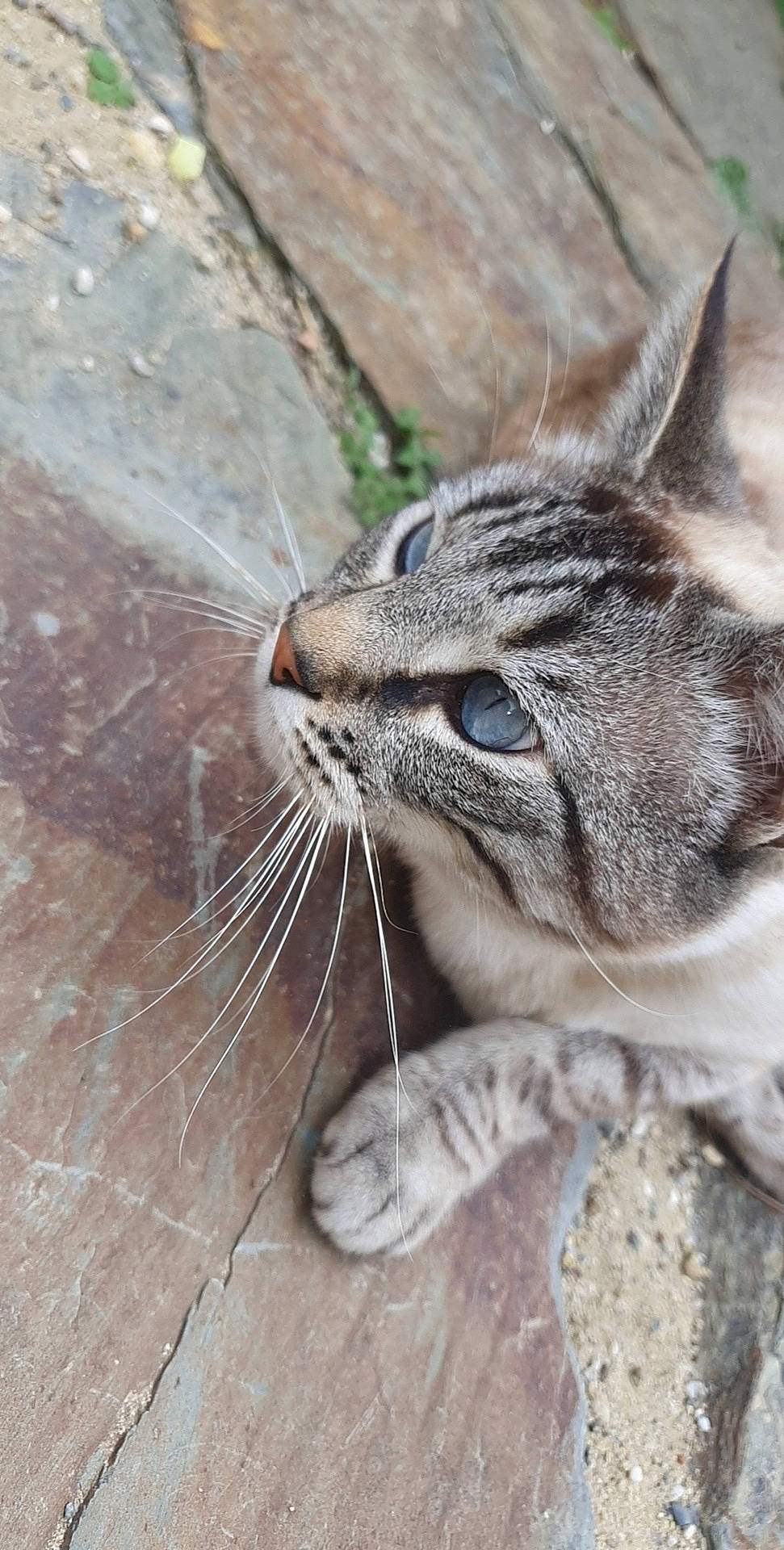 Max a rejoint le concours — aidez-le/la à gagner de superbes lots ! aegean_cat, american_shorthair, asian, carnivore, cat, close_up, domestic_short_haired_cat, dragon_li, european_shorthair, eye, felidae, mammal, nose, organism, small_to_medium_sized_cats, snout, tabby_cat, whiskers, wild_cat, wildlife