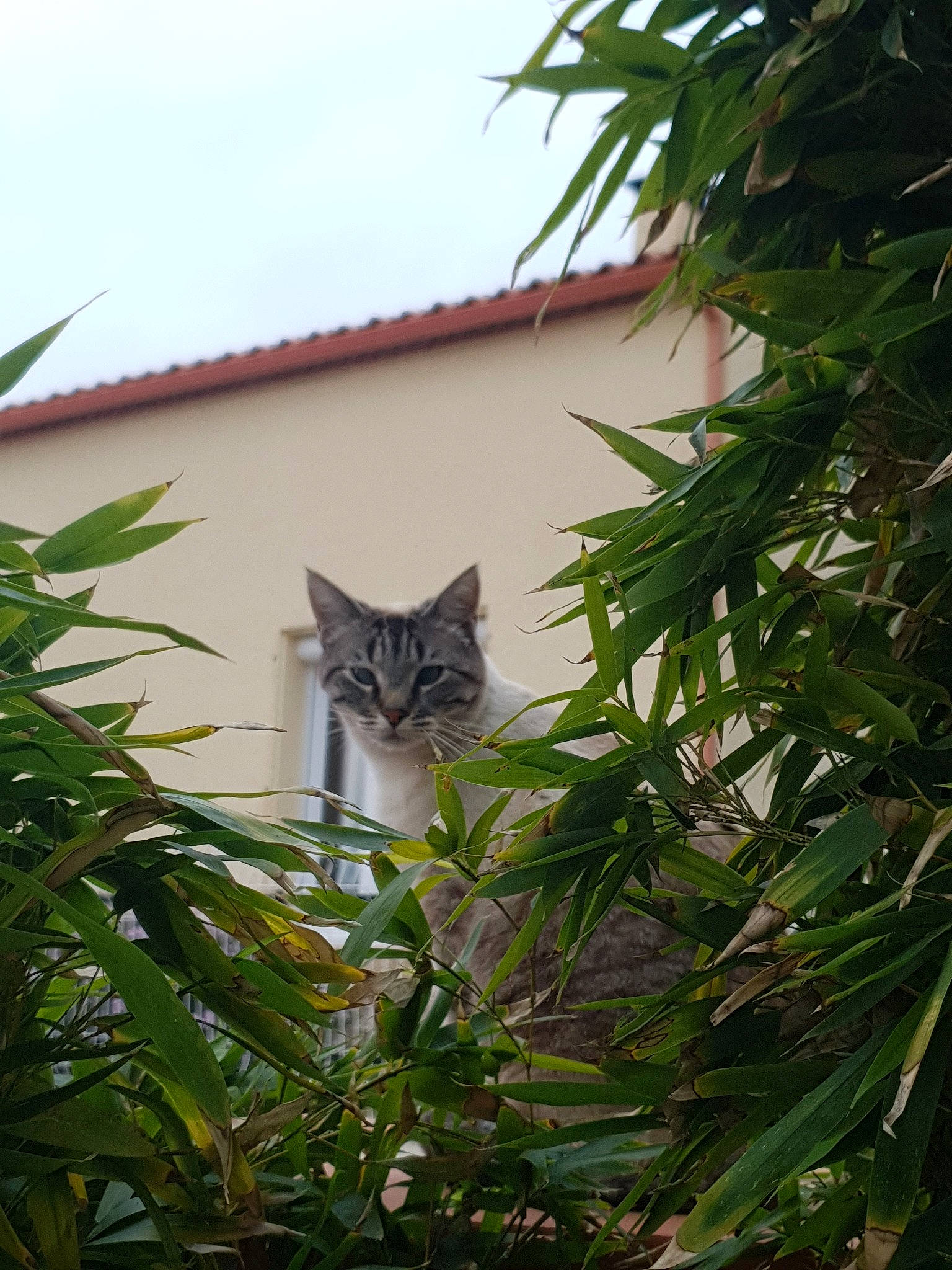 Max a rejoint le concours — aidez-le/la à gagner de superbes lots ! asian, botany, carnivore, cat, domestic_short_haired_cat, european_shorthair, felidae, grass, home, house, kitten, leaf, plant, small_to_medium_sized_cats, tree, whiskers, window